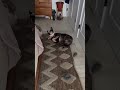 Booger, the rescue Boston Terrier dog, grooving to 'Side to Side' by Ariana Grande! 🐶🎶 #BoogerMoves