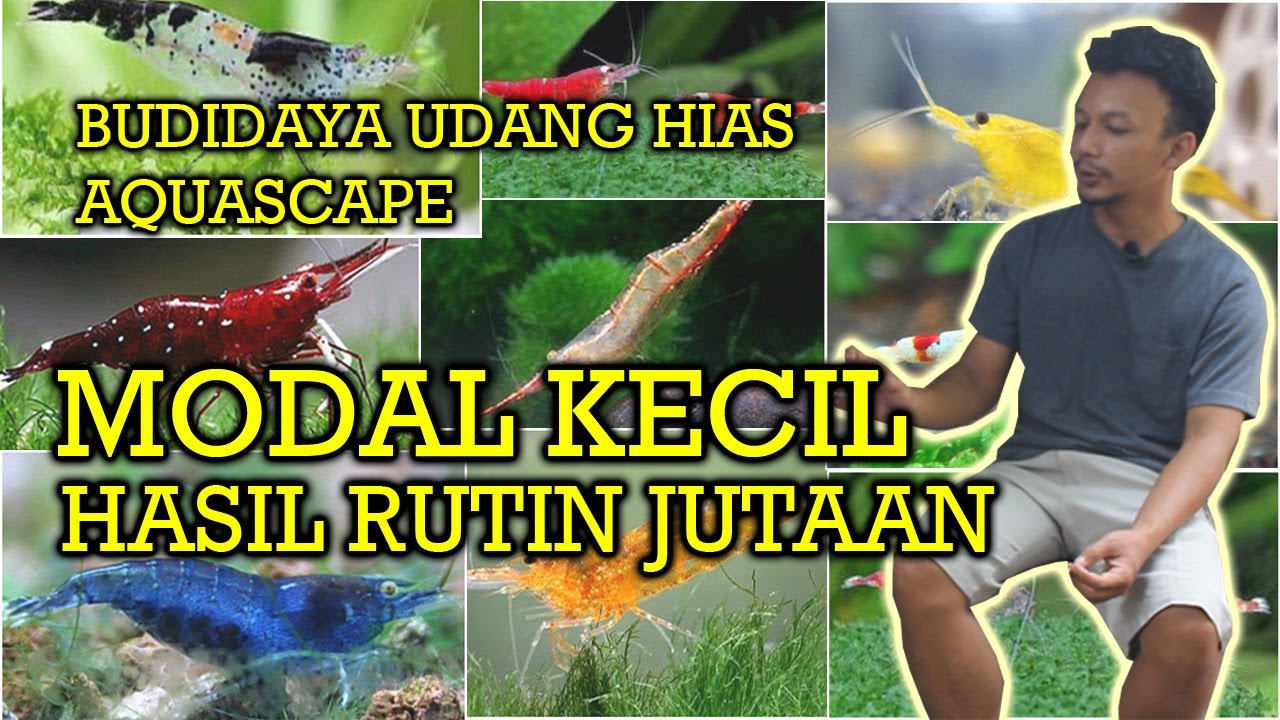 Budidaya Udang Hias Aquascape | Modal Minimal Menghasilkan Omset Jutaan di Setiap Bulan