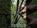 과일나무 빨리 키우는 법 과일나무 묘목 키우는 방법 #묘목키우기 #과일나무 #과실수  묘목 #원예꿀팁 #묘목빠르게키우기 #농업기술센터추천 #나무백과사전 #정원가꾸기