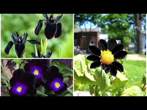 Video: Plantas de jardín gótico: consejos para diseñar un jardín gótico