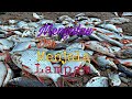 Mengalau@mengambat dan menjala ikan lampam ekor merah ep-1. #trip5 sungai lembing.