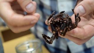 Arachnophobia - short educational film.