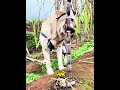 Meet the vegetarian Labrador who picks his own snacks! 🍉🐕