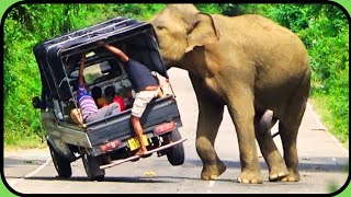 An unexpected wild elephant attack on a small lorry carrying a group of people