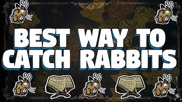 Best way to catch a Rabbit in Don