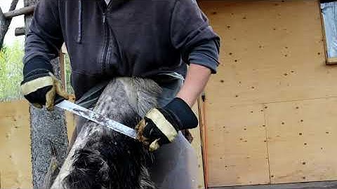 robert badine shaving and fleshing a moose hide part 1