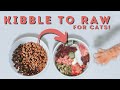How To Switch Your Cat To A Raw Diet | The Ultimate Guide