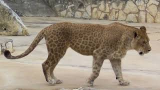 20 Terrifying Hybrid Animals You Wont Believe Exist