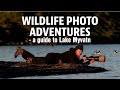 WILDLIFE PHOTOGRAPHY ADVENTURE AT LAKE MYVATN. Insiders tips for wildlife photography.