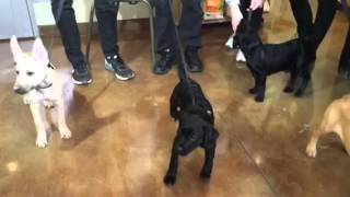 Paws Chicago Spring Adopt-a-Thon
