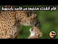 أنثي الفهد تنقذ صغارها من الأسد بأعجوبة فيديو ملحمي أنثي الفهد تنقذ صغارها من الأسد بأعجوبة فيديو ملحمي