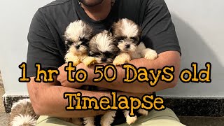 Shih Tzu Puppy Growth Timeline 🐾 | Day 1 hr to Day 50 Transformation!