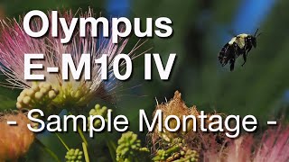 Olympus E-M10 IV Sample Video Clips