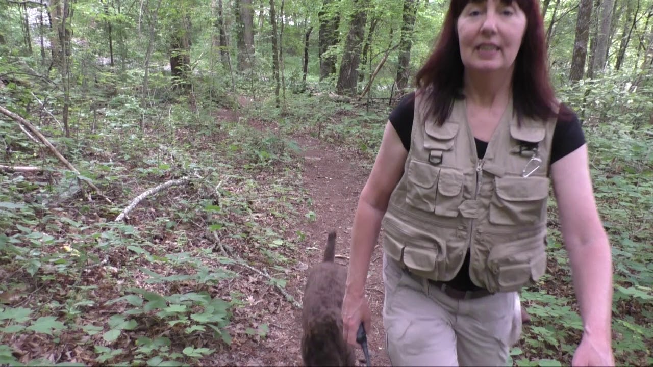 Puppy Training, Puddin, Hunting Poodle Line, Day 13 Off Leash Recall