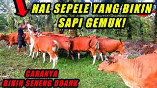 ANGON SAPI DAN BIKIN SAPI BALI JADI GEMUK SEPERTI INI ! cek Deskripsi