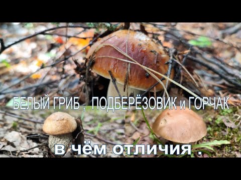 YouTube видео