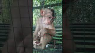 Download Lagu Tertangkap wajah monyet mirip manusia MP3