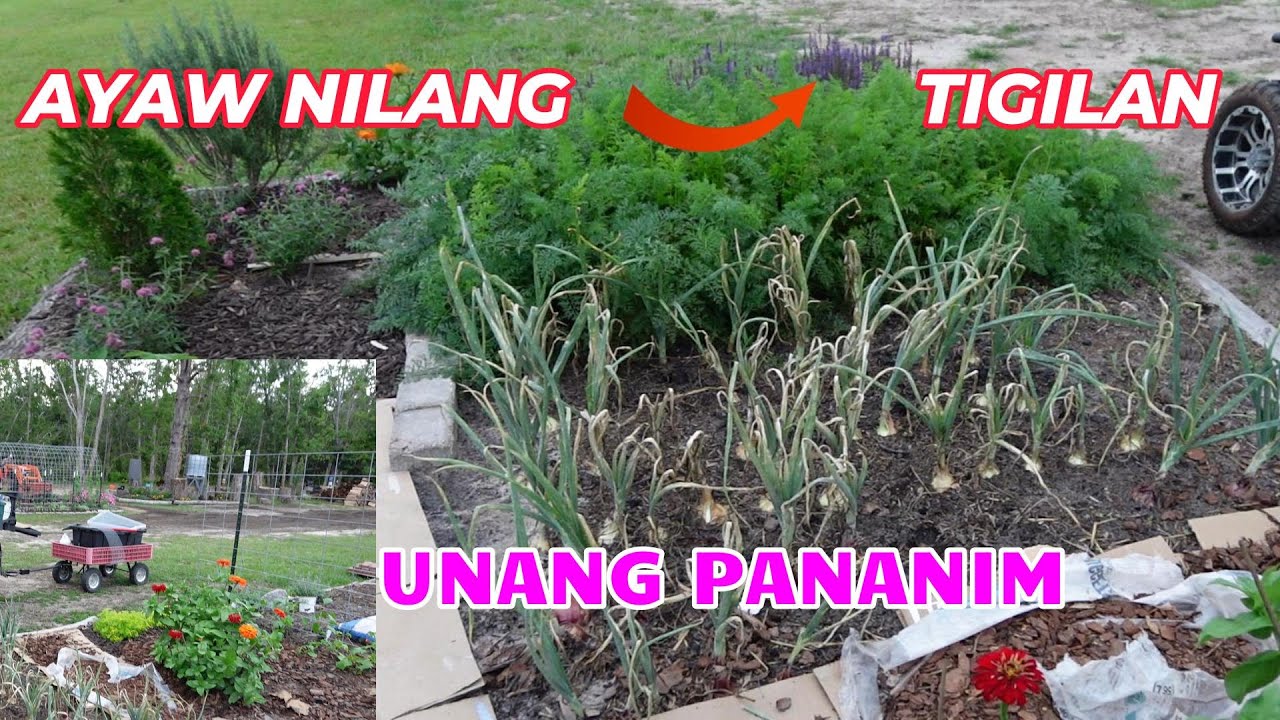 UPDATE SA PINAKAUNANG GARDEN RAISED BED//@therutherfords