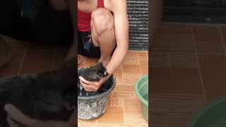 Mandiin Musang Usia 2 Bulan musang musangpandan babymusang mandi hewan shorts short