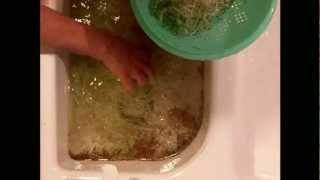 Rinsing Sprouts