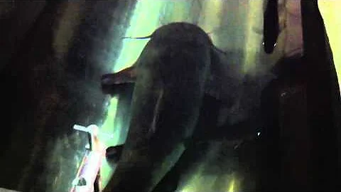 Monster Flathead Catfish Caught At MacBride On Crankbait!