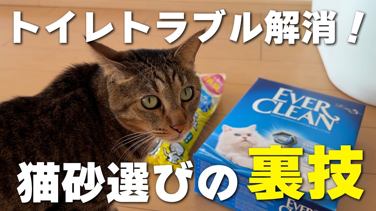 猫のトイレトラブル解消！猫も飼い主も満足度が上がる猫砂選びの裏技と掃除が楽になるトイレの選び方