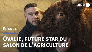 Ovalie, vache égérie, future star du salon de l'agriculture | AFP