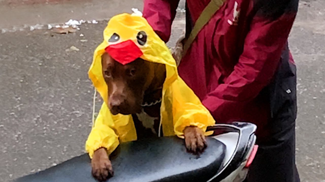 My Cutest Dog Wears a Raincoat to Keep His Fur Dry Funniest Dog Ever