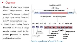 Hepatitis C1