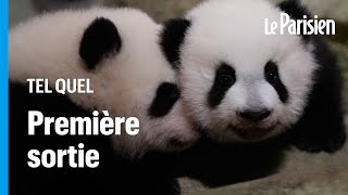 Regardez la première sortie des jumelles panda du zoo de Beauval