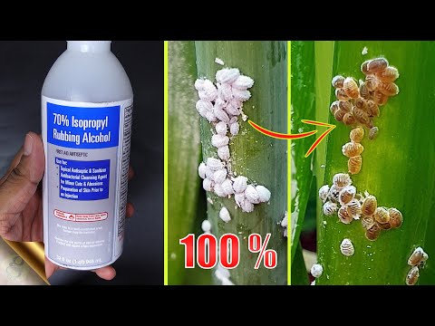 10 EASY WAYS TO TREAT MEALYBUGS AND APHIDS ON PLANTS