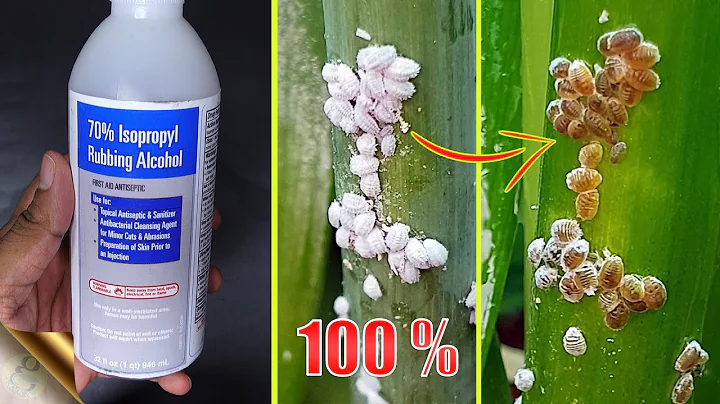 10 EASY WAYS TO TREAT MEALYBUGS AND APHIDS ON PLANTS - DayDayNews
