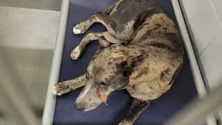 acs A671062