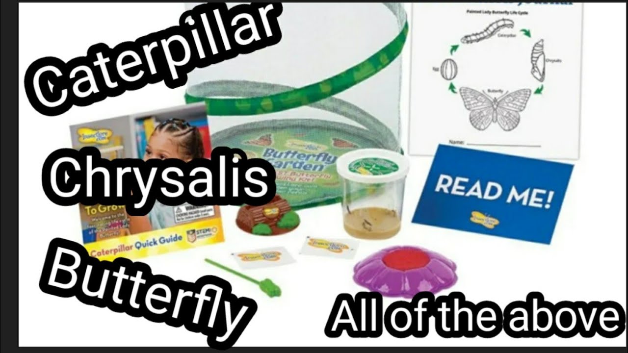 Let's grow caterpillar with me. Butterfly Garden by Insect Lore YouTube