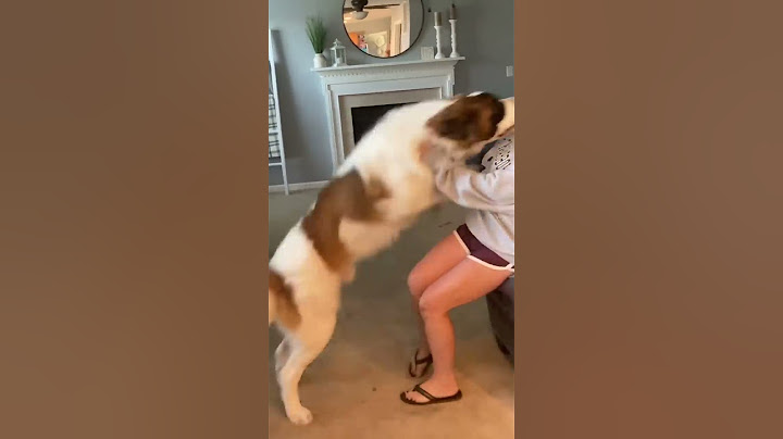 Saint Bernard excited to see owner, so CUTE ! #shorts #dogmom #cutemoments. #cutedog