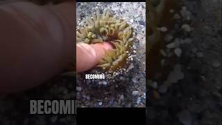 Beadlet Anemone The Jewel Of The Sea