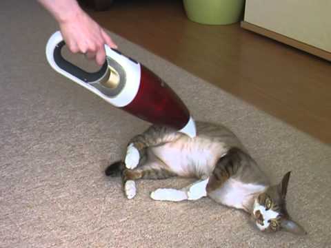 Devon Rex Kater liebt Handstaubsauger / Девон Рекс кот и пылесос