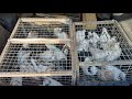 #Pigeons.Правда ли,что если хорших резать они останутся хорошими???