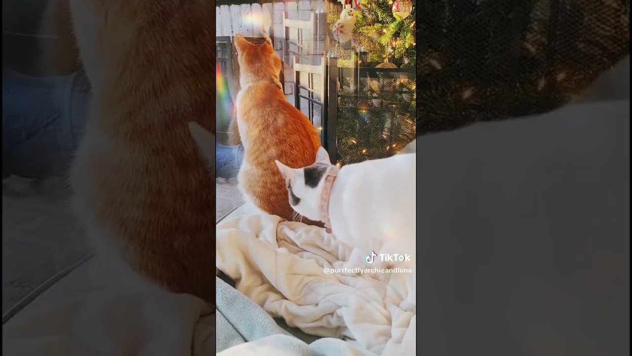 This why we had to put our tree in jail 😂🎄😼