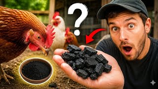 The SECRET Ingredient Your CHICKENS Need (Most Owners Don't Know!)