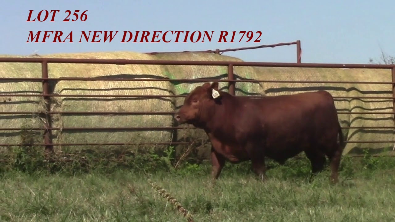 Mead Angus Lot 256 YouTube