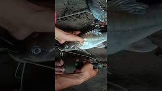 Download Lagu 🐟🐟🐟🐟🐟 mata pancing yes MP3