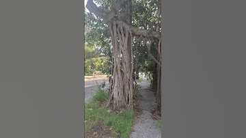 we Found the portal tree!