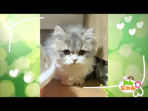 Wan-Nyanz Cat] Moko-chan, 5 months old - Aired August 21 - YouTube