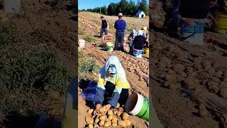 Skill Mengumpulkan Hasil Panen Kentang