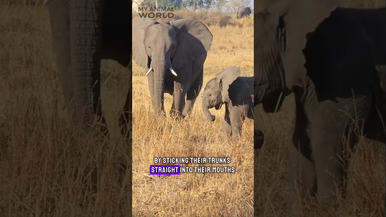 Baby Elephants vs. Their Trunks: Hilarious First Attempts!