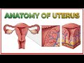 Anatomy of Uterus - Parts and position, Blood supply, Nerve supply, Lymphatic drainage - Part 1
