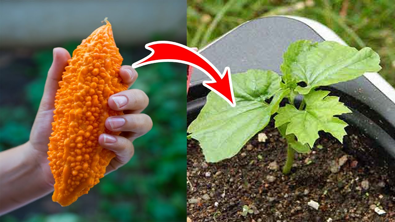 Grow Bitter Gourd From Seeds How To Grow Karela At Home bitter