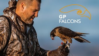 Falconry Life | GP FALCONS EXPERIENCE