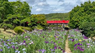 2026/05/26 四分咲き 南楽園の花菖蒲まつり その3 〜愛媛県宇和島市